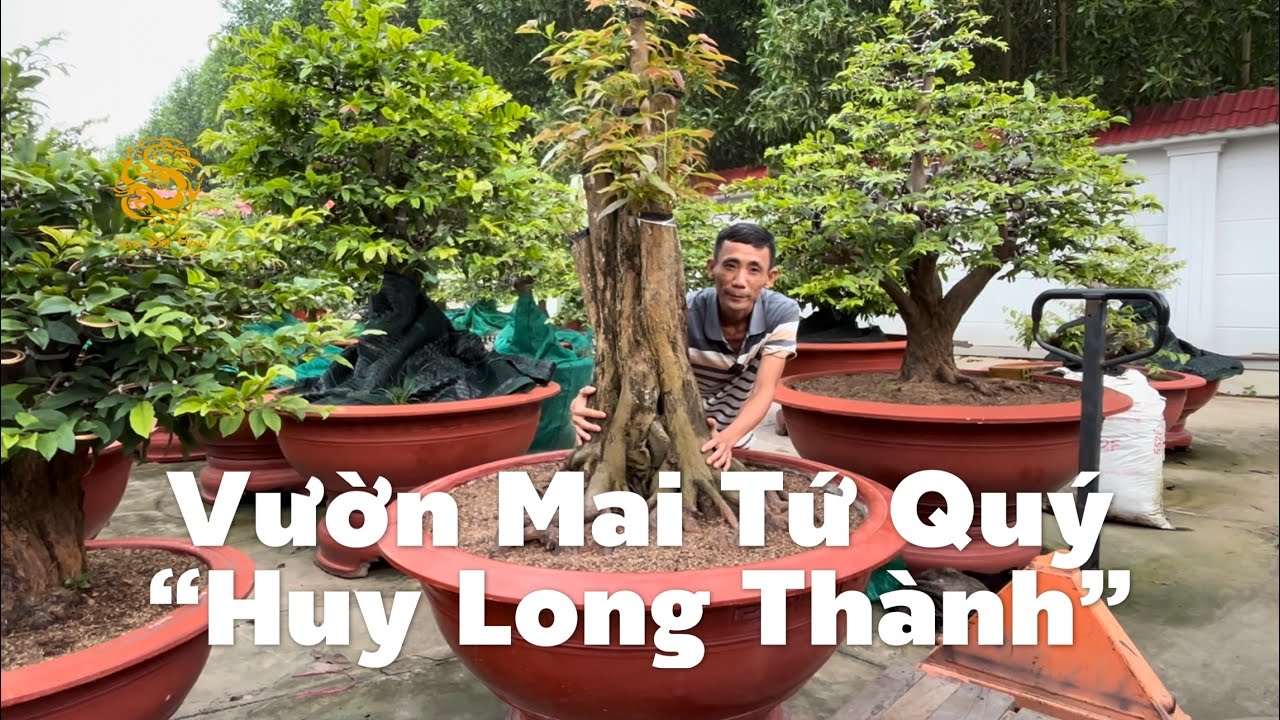 Vườn Mai Tứ Quý Huy Long Thành nhập về nhiều phôi Mai Tứ Quý Khủng|Vùng Đất Rồng 