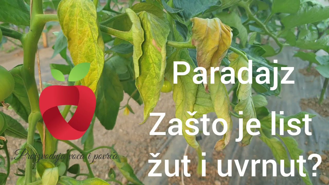 Zašto je list paradajza žut i uvrće se