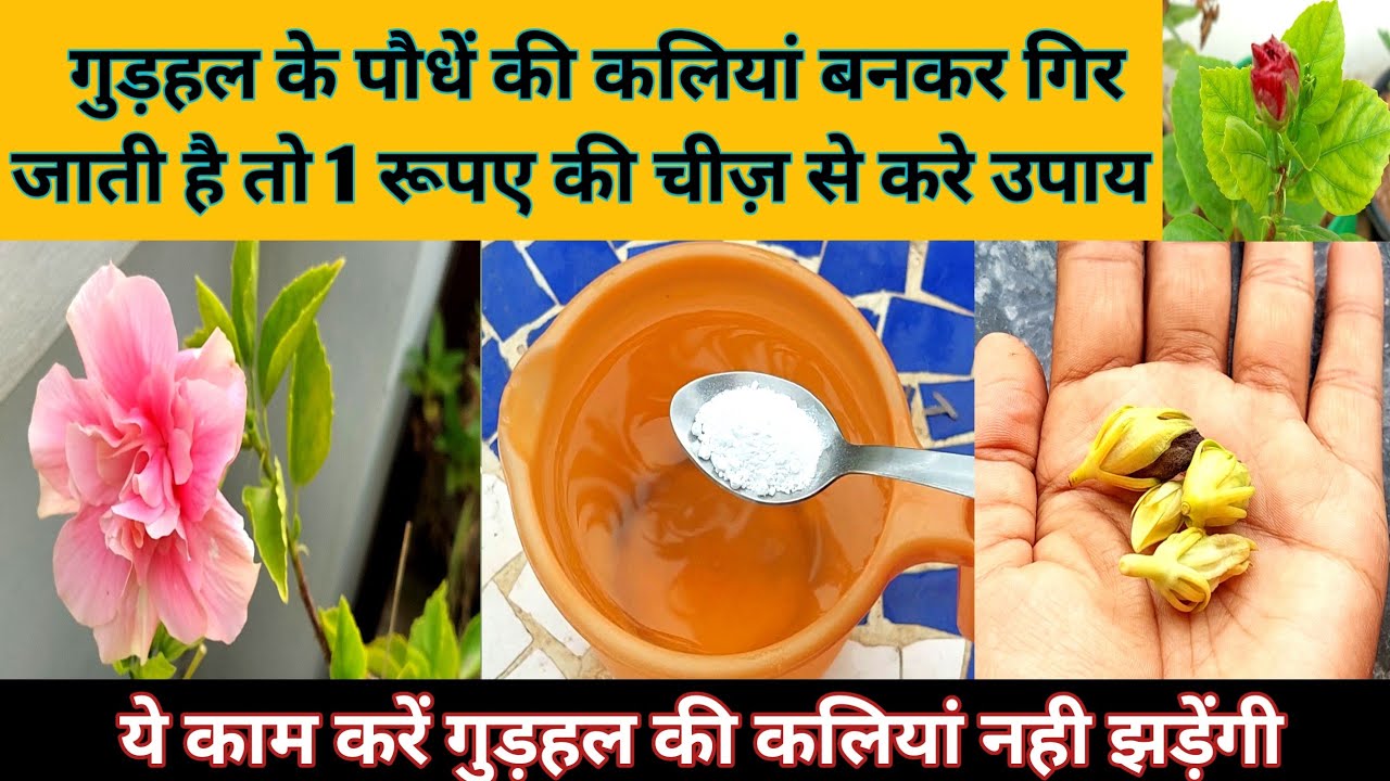 गुड़हल के पौधें में कलियां बनकर गिर रही है तो करें ये काम गुड़हल की कलियां नही झड़ेंगी /Hibiscus