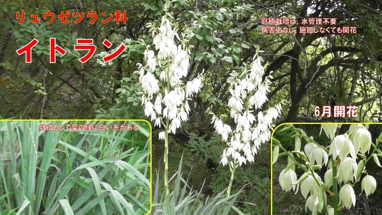 イトランは、栽培しやすく、手間いらずで毎年６月ごろに開花する花です。