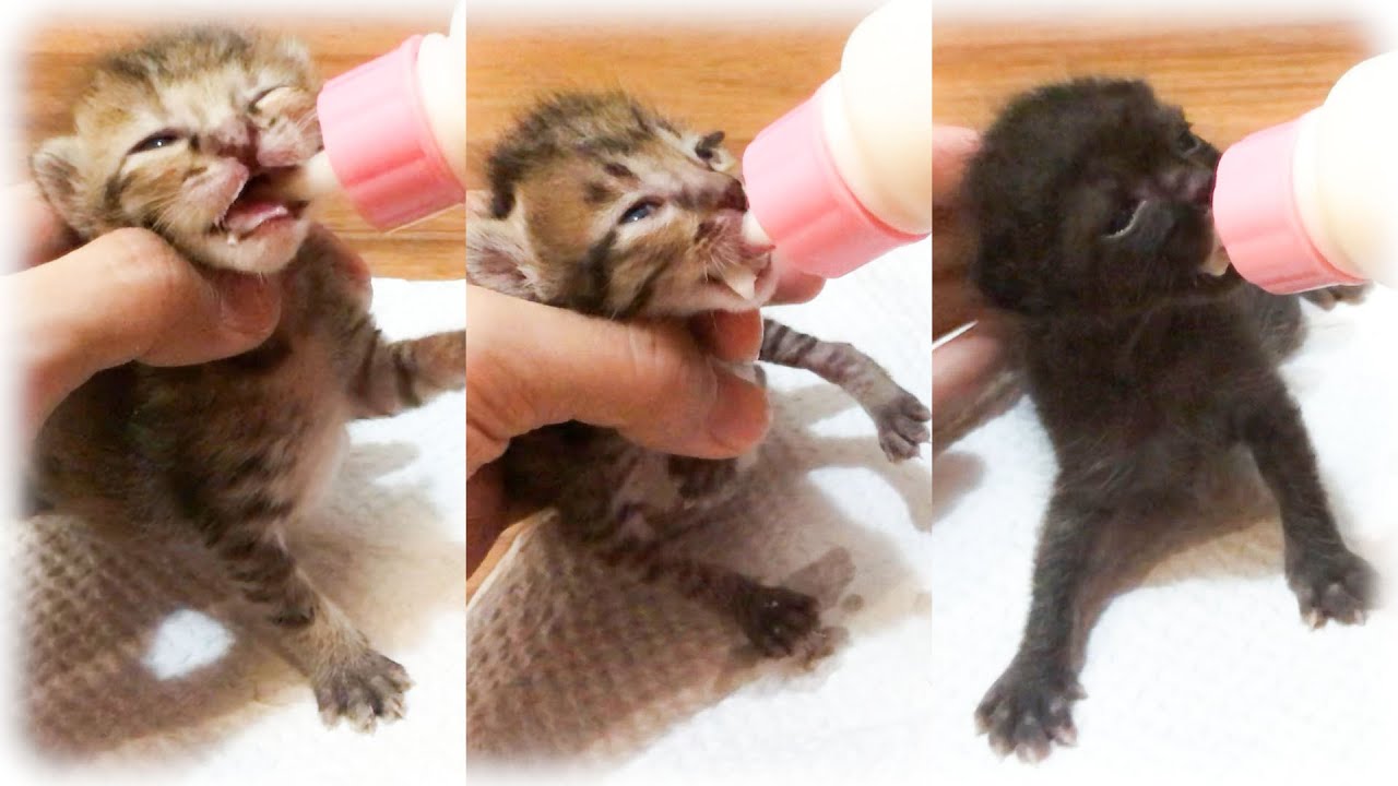ミルクを飲むと吸い付いてくる赤ちゃん子猫【保護猫】