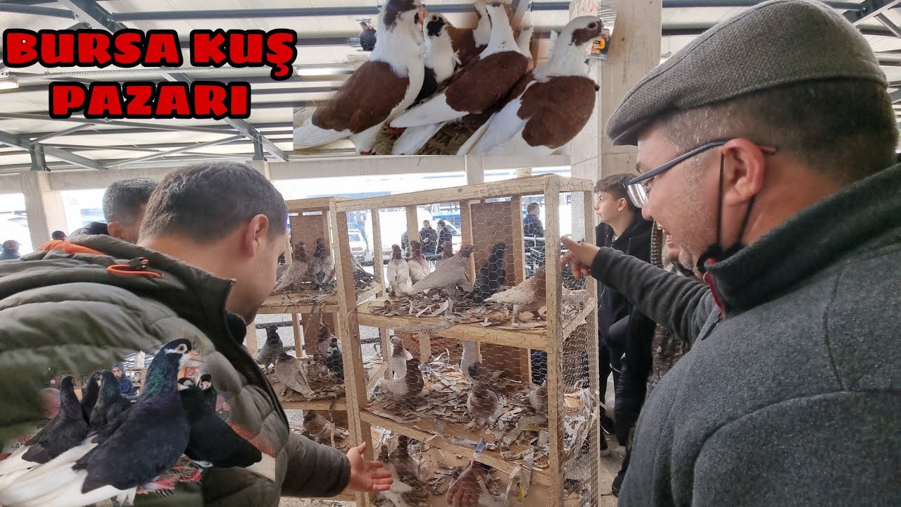 TÜRKİYE DE BÖYLE Bİ PAZAR YOK BAŞTAN SONA BURSA KUŞ PAZARI HERKESİ Bİ ARAYA TOPLAYAN TEK MEKAN