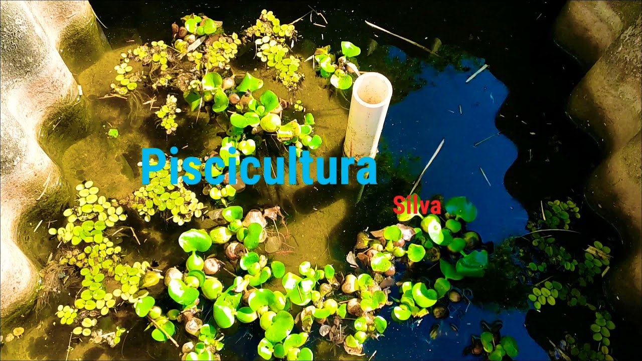 Guppy (Reprodução fácil e prático)