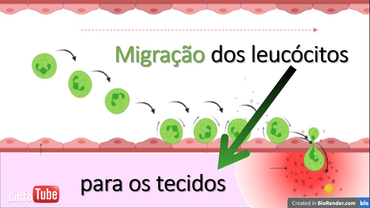 Migração de leucócitos para instauração da inflamação