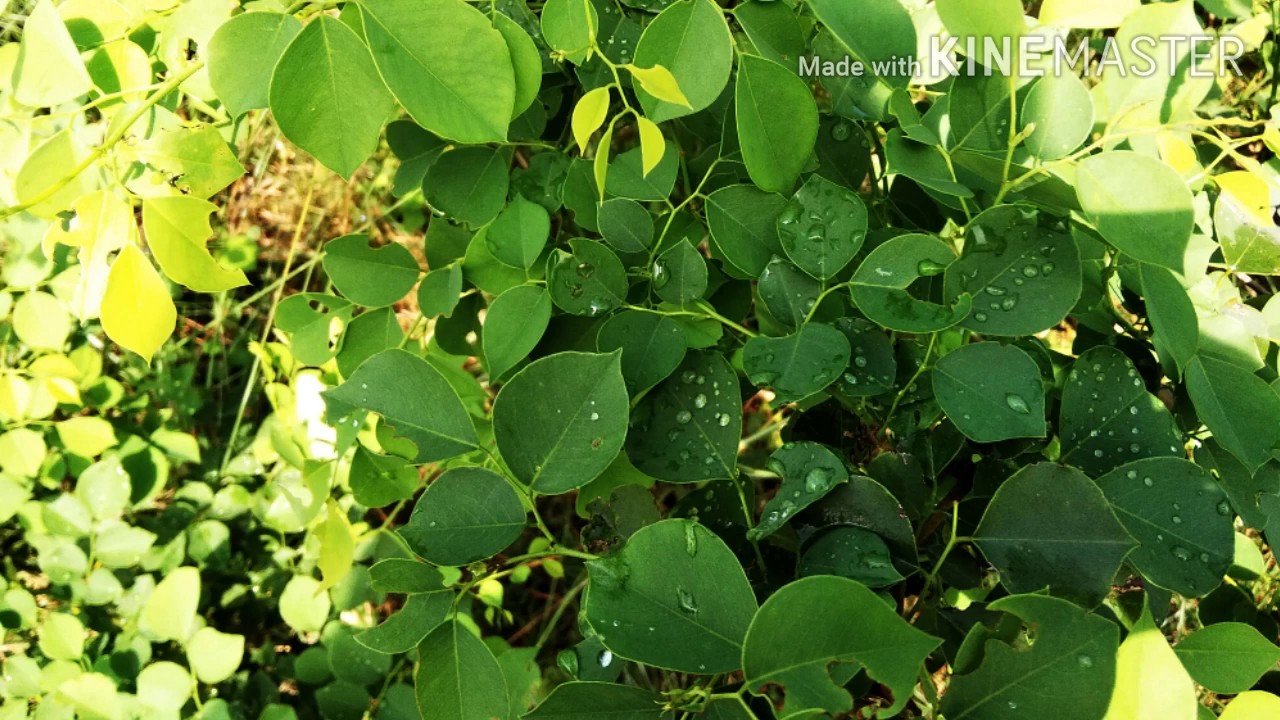 3 दिन लगातार सुबह खाली पेट शीशम पत्ते खालो पैरो तले जमीन खिसक जाएगी इतने फायदे के सोचे भी नहीं
