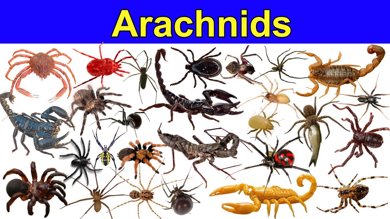 Узнайте больше о паукообразных 🕷️ | Пауки, скорпионы, клещи и паукообразные | Названия паукообразных