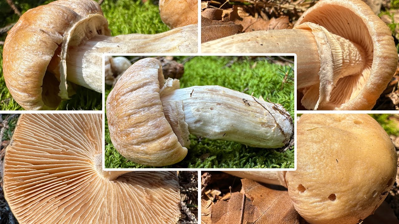 Reifpilz erkennen | Verwechslung | Runzelsch&uuml;ppling, Cortinarius caperatus | Zubereitung