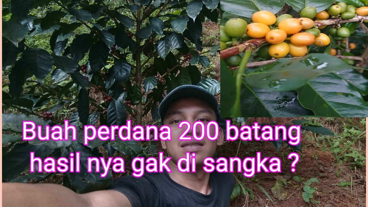 panen kopi arabika buah perdana 200 batang hasil nya lumayan