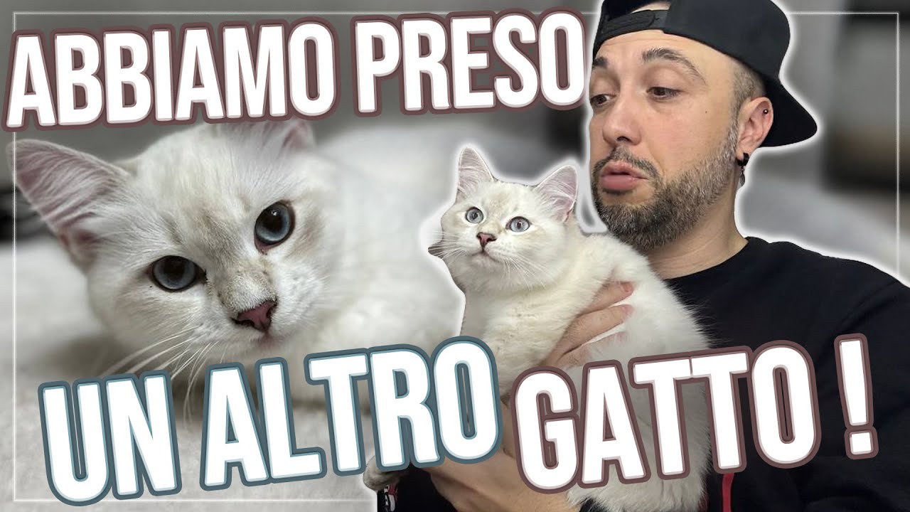 ABBIAMO PRESO UN ALTRO GATTO 😸