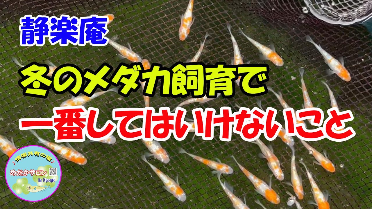 第182回 【冬のメダカ飼育で一番してはいけないこと】