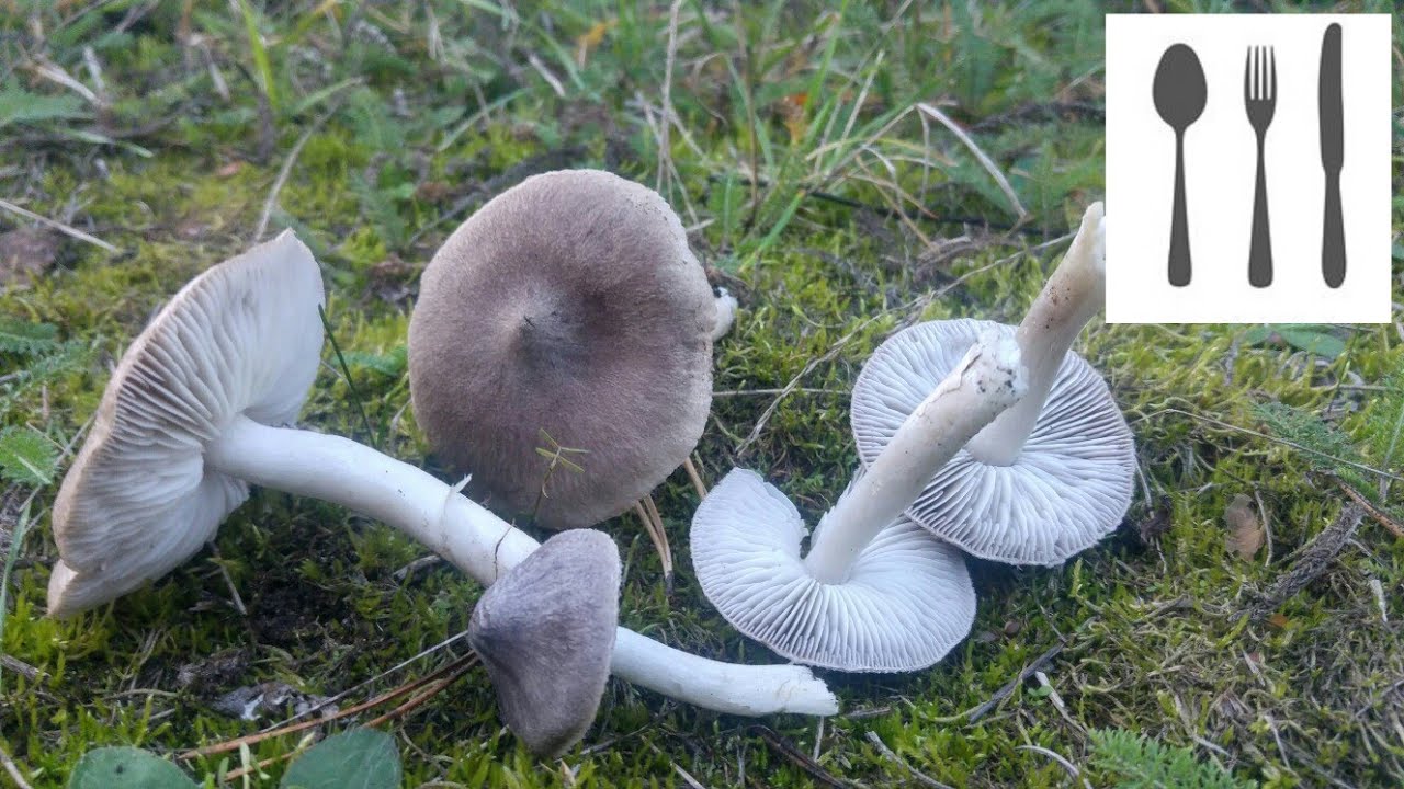 Gąska ziemistoblaszkowa (Tricholoma terreum)