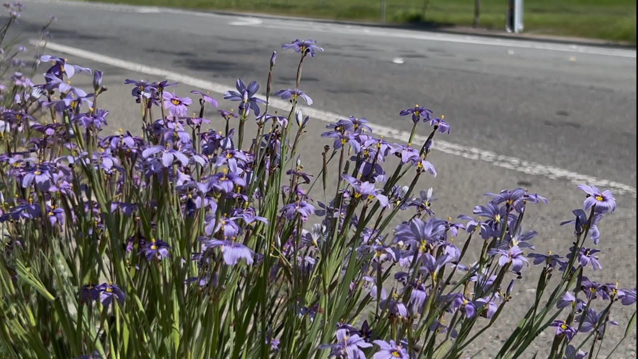 CA Native Blue-eyed Grass, Sisyrinchium bellum