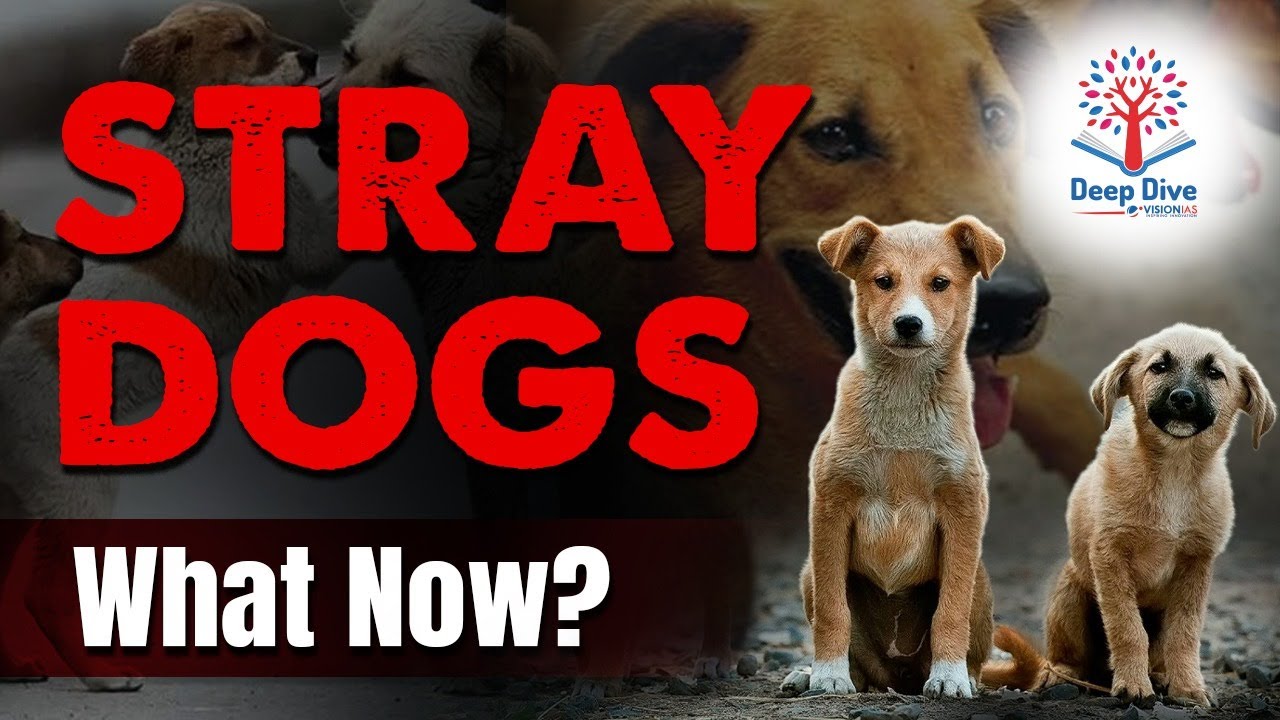India&rsquo;s Stray Dog Dynamics: Safety, Compassion & the Supreme Court