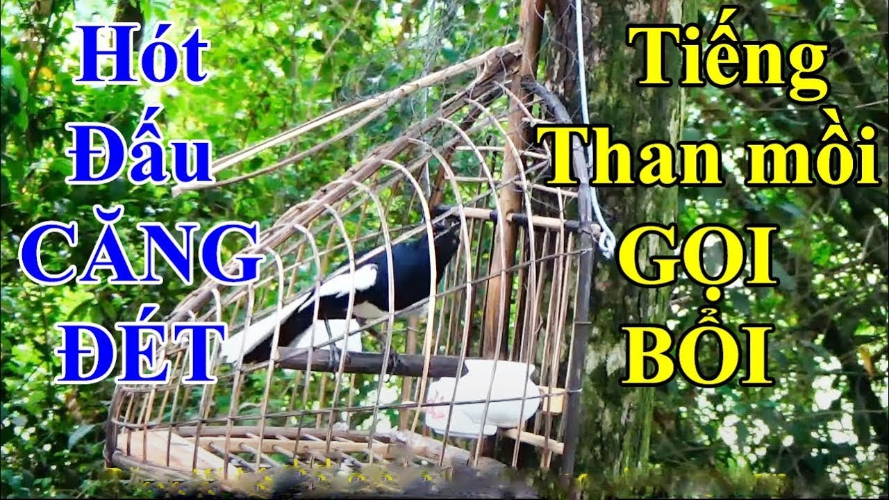 Choè than mồi || SIÊU GỌI BỔI || Chích choè than hót đấu || CỰC SUNG.File Bẫy Cực Hay .c301