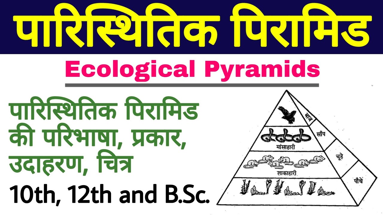पारिस्थितिक पिरामिड (Ecological Pyramids)| paristhitik pyramid ki paribhasha, prakar, examples