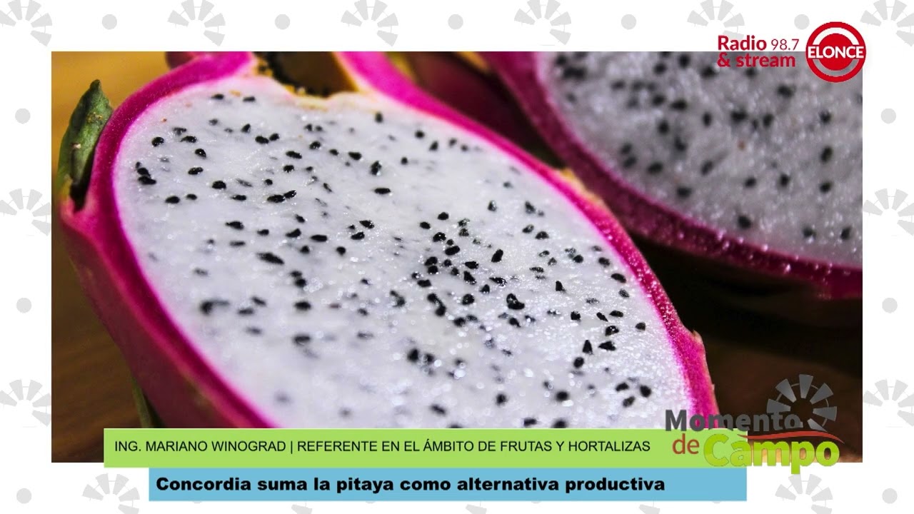 Ing. Agr. Mariano Winograd - Desde Concordia impulsan el cultivo de pitaya