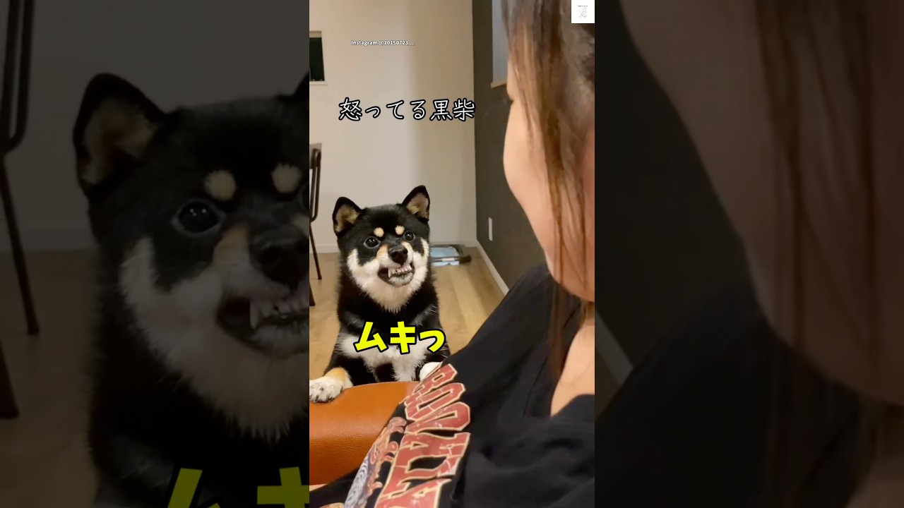 爆笑‼️ガチギレの黒柴が面白い😂　　　#柴犬　#犬　#面白い　#黒柴　#犬のいる暮らし