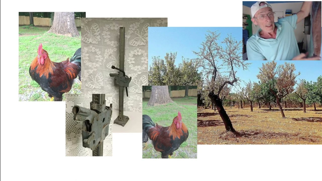 Don't let a little chicken running you up a tree steal your confidence.