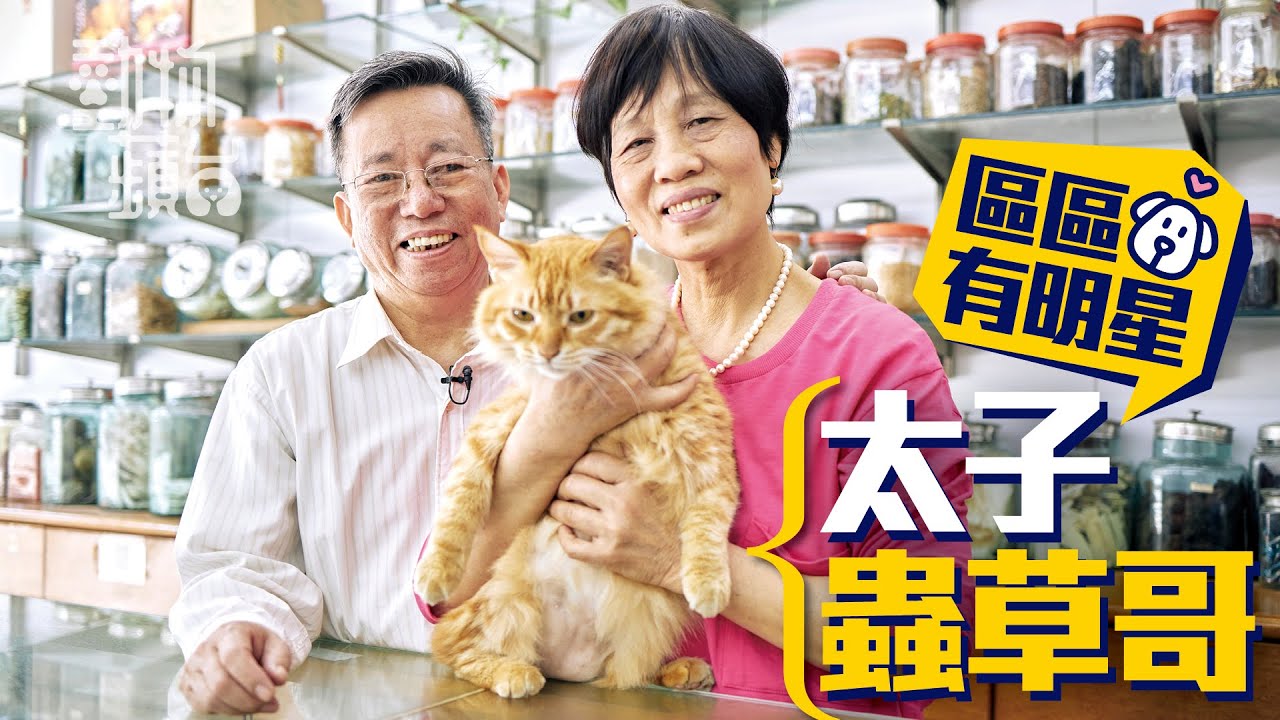 太子中醫舖變街貓中途之家 貓店長蟲草哥陪診兼陪瞓吸過萬粉絲 #區區有明星 #動物蘋台（果籽）