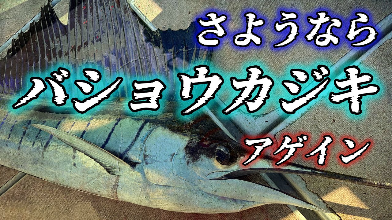 長崎バショウカジキに再び挑戦！セイルフィッシュ on ステータス