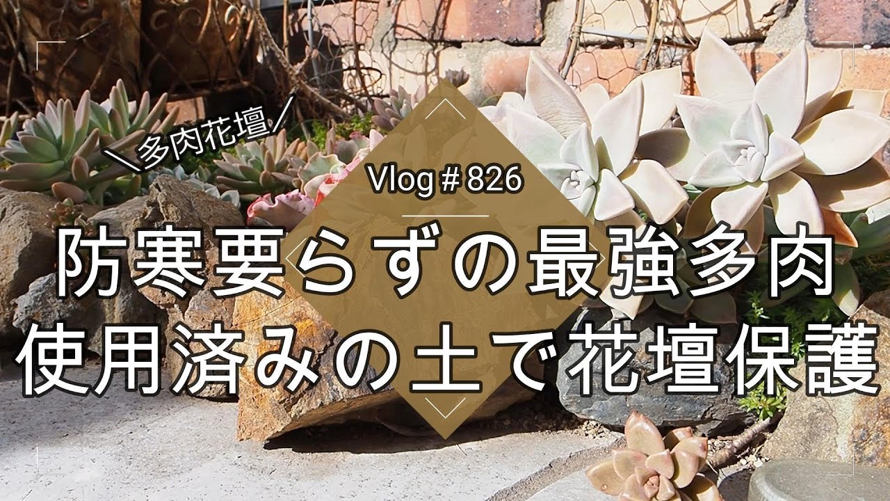 【Vlog826】【多肉植物】防寒要らずの最強多肉💙使用済みの土で花壇保護【多肉花壇】