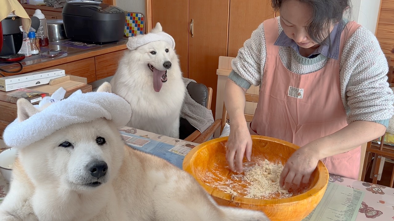 愛犬と１から作る手打ちうどん、大喜びで爆食いする柴犬とサモエド