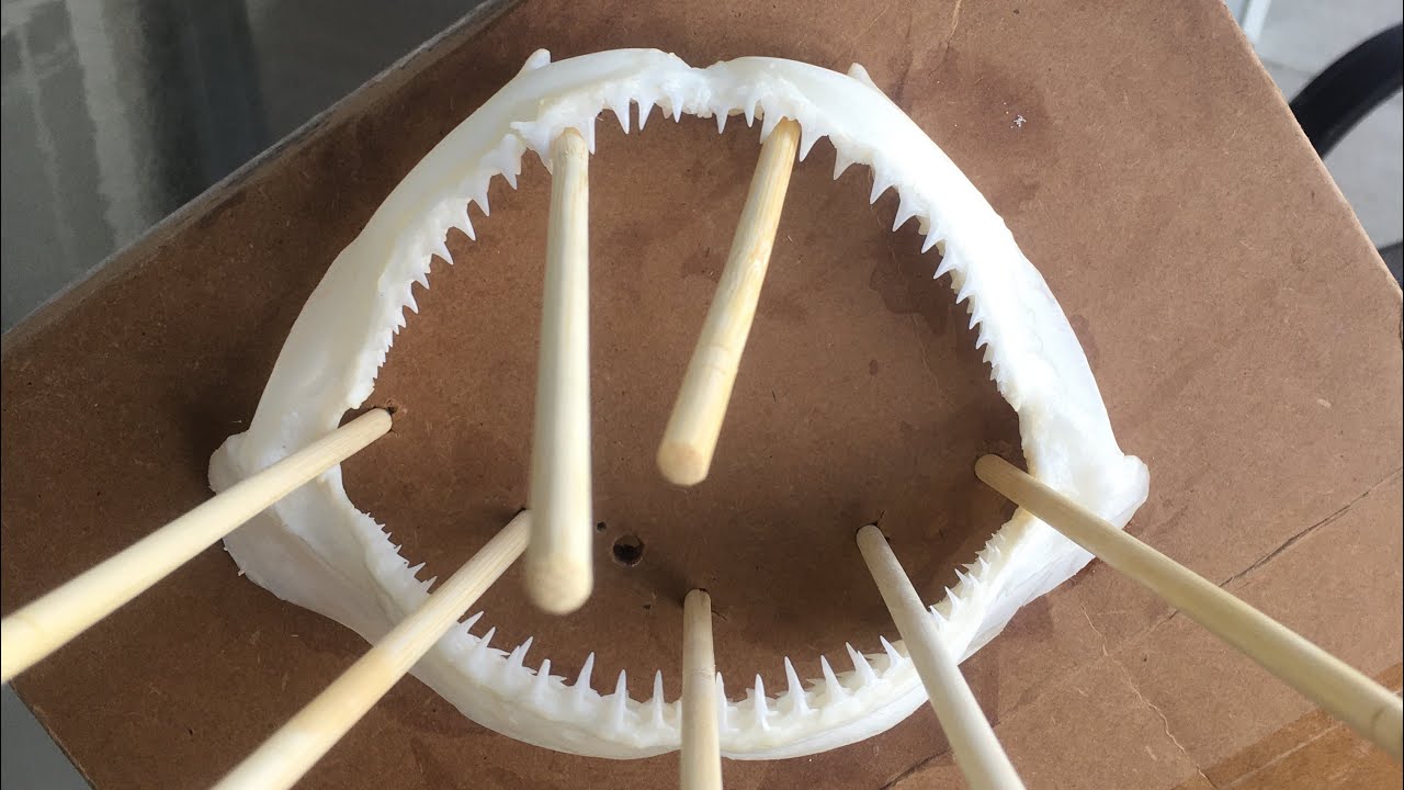 Jaws Revenge! Cleaning, Preparing, Whitening, and Setting Up Shark Jaws for Display