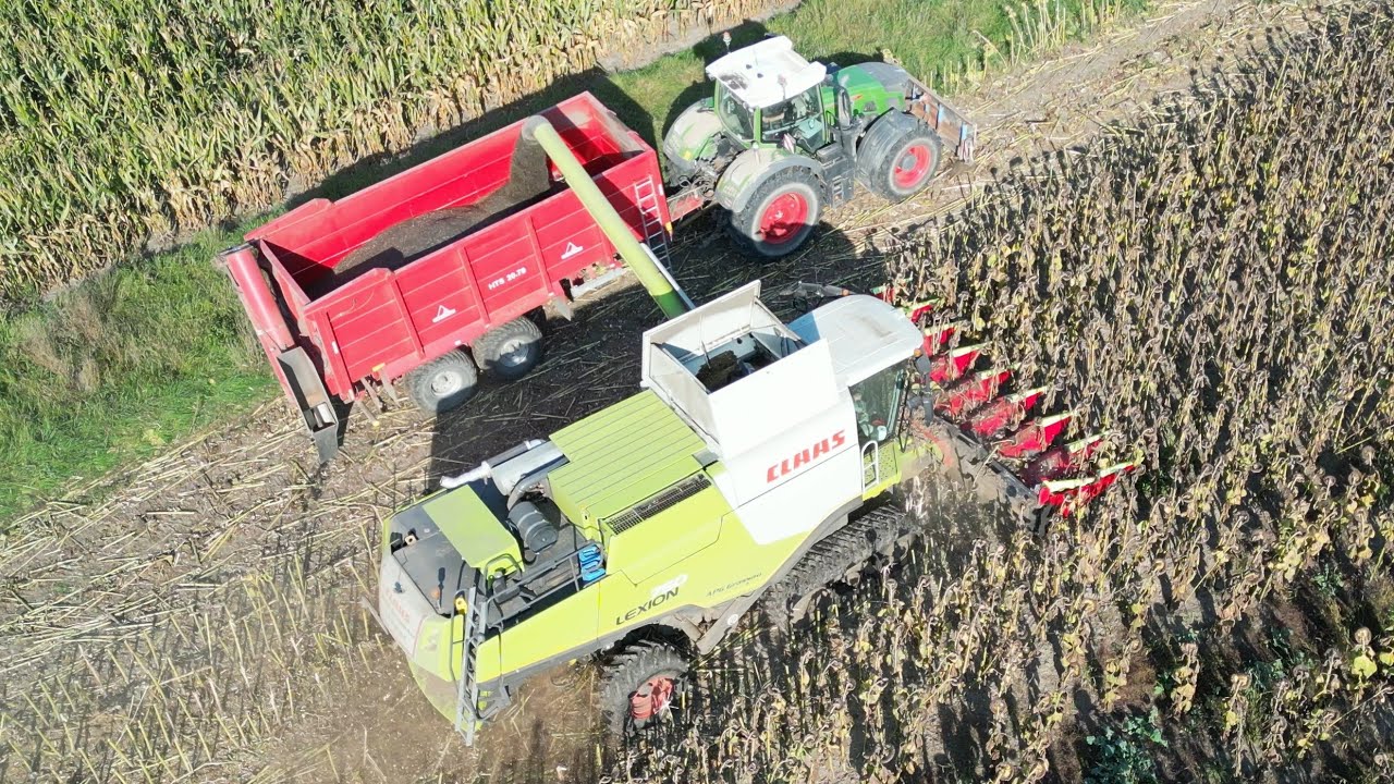 CLAAS LEXION 750TT bei der Sonnenblumen Ernte / Abfahrer FENDT 930 mit Annaburger Überladewagen / 4K