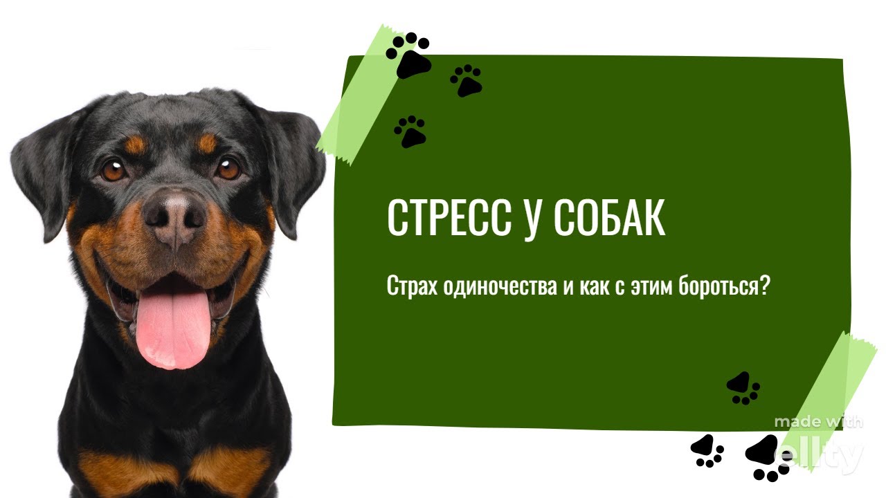 Стресс и страх одиночества у собак