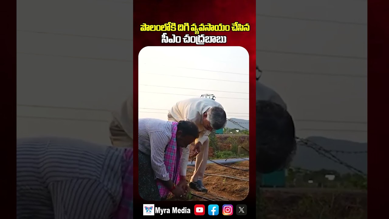పొలంలోకి దిగి వ్యవసాయం చేసిన సీఎం చంద్రబాబు | CM Chandrababu Farming Video | Myra Media