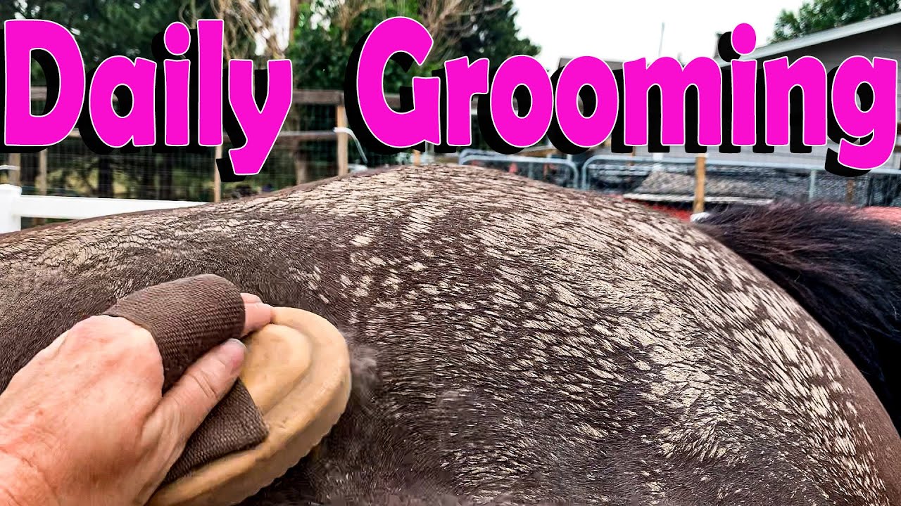 Muddy Horse Grooming | Satisfying Horse Grooming Video