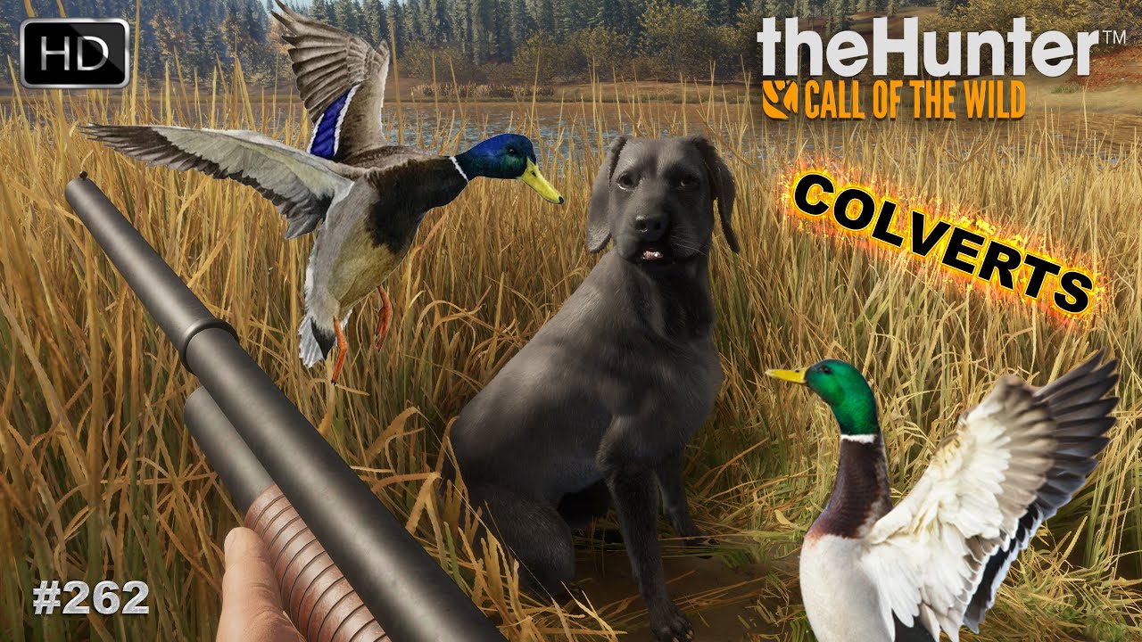 THEHUNTER COTW GAMEPLAY #262 UNE GROSSE CHASSE AUX CANARDS [ COLVERT ] SUR LAYTON LAKE DISTRICT 2024