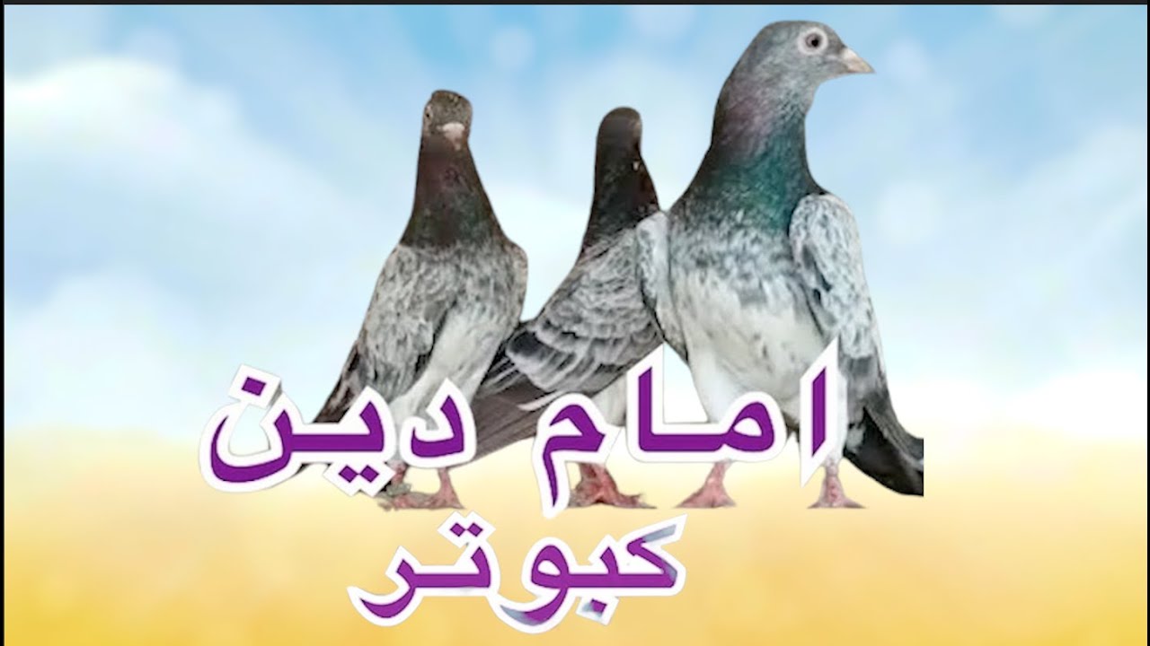 امام دین کبوتر  | Mohsin Naqvi : 🇵🇰+92 321 6126212