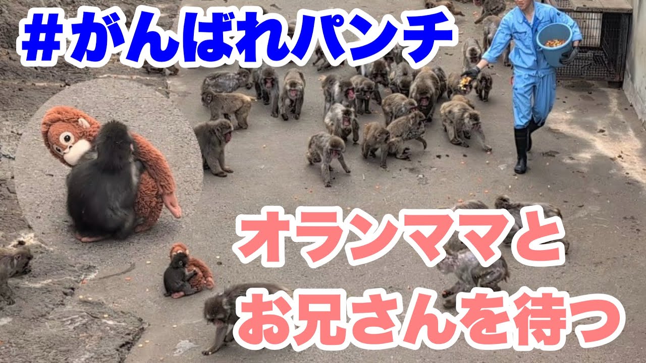 パンチくん、サル山に残る気ゼロ＆パンチチャレンジ　2026.02.27後半 市川市動植物園 #がんばれパンチ