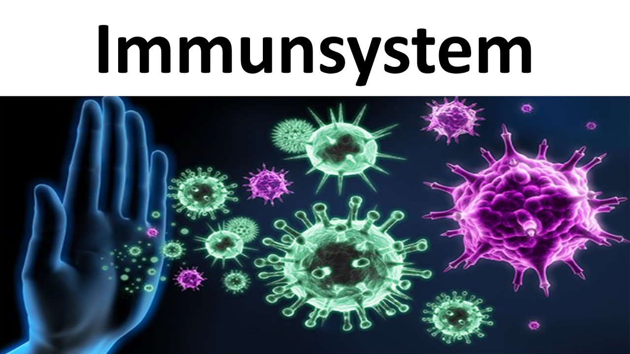 Immunsystem [Einf&uuml;hrung / Zusammenfassung] - [Biologie, Oberstufe]
