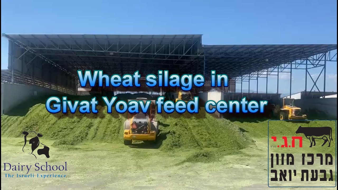 Israeli Dairy School