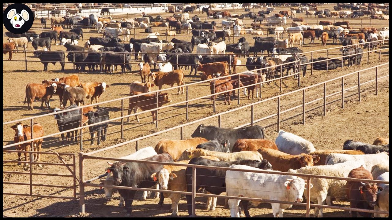 How California Farmers Earn $67 Billion From Livestock - Modern Animal Farming