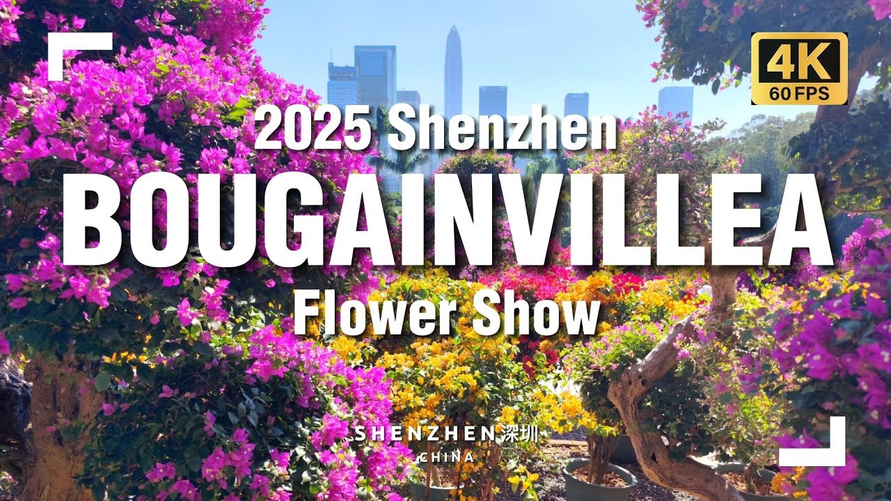 2025 Shenzhen Bougainvillea Flower Show in China 🌸