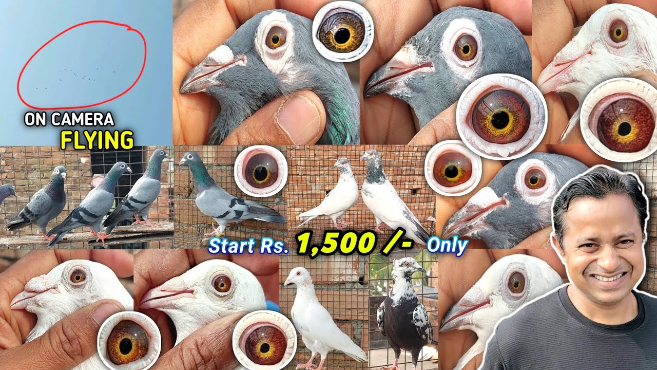 Pure Golden Eye & Deep Eye Madrasi Pigeons Sale of Arshadul | Madrasi Pigeon Loft Visit on 26/11/24