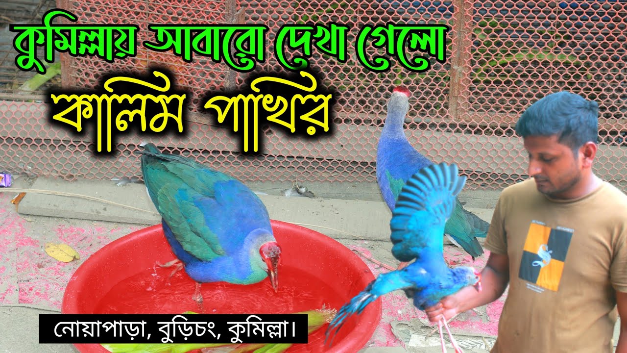 কুমিল্লায় আবারো দেখা গেলো কালিম পাখির | কালিম পাখি বিক্রয় করা হবে | Cumillar Krishi