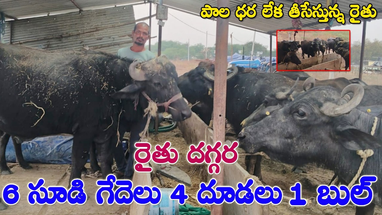 రైతు దగ్గర 6 సూడి గేదెలు 4దూడలు ‪9666050979‬ | Pregnant Buffaloes for sale |Calfs sale