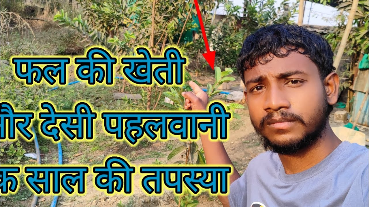 Fal ki kheti aur desi pehlwani Ek saal ki tapasya(🍃🍃🌳🌳)