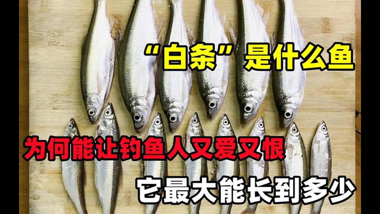 &ldquo;白条&rdquo;是什么鱼，为何能让钓鱼人又爱又恨？它最大能长到多少？