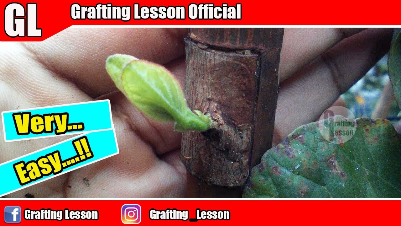 Bud Grafting Guava Tree Step by Step Show The Result