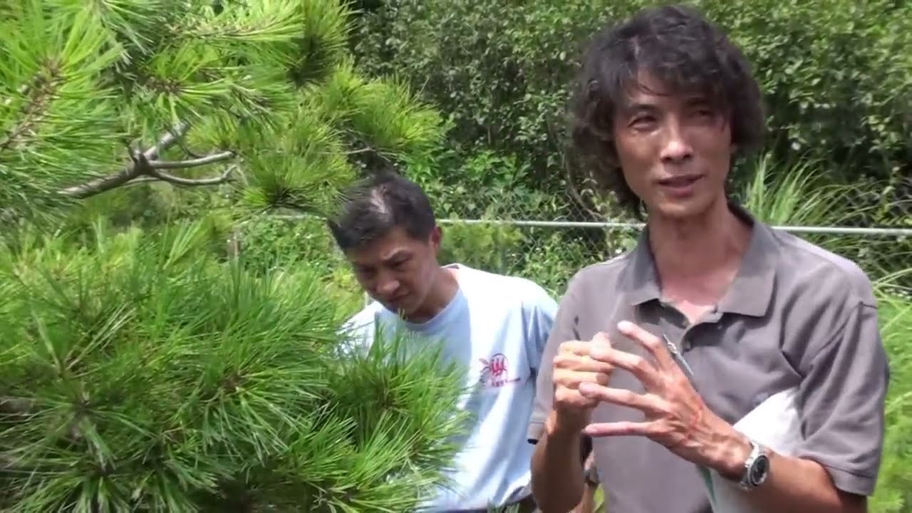 【🍀💚#劉老師Lizika Liu💚🍀】【 🌻2012/05/08🌻】【 💐#示範五葉松-#創作-#整理枝幹-#纏鋁線示範💐】🌴🐉🐉💚💚💚💚🌱🌱🐉🐉🍀🍀🌲🌲🌱🌱🌵🌵🌳🌳🎋🎋💐💐🌴🌴🐉🐉💚💚💚✌️🥳😎☕