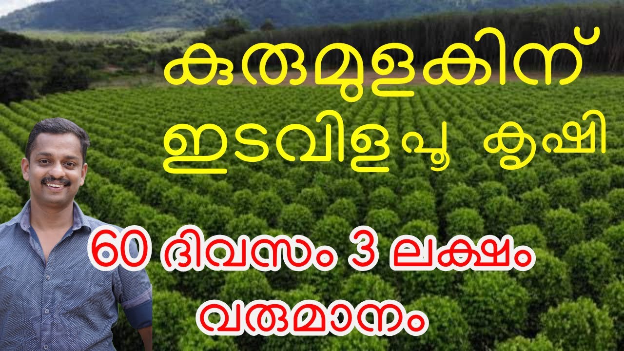flower farming in kerala #intercop with black pepper # Pepper Cultivation #kurumulaku krishi #farmin