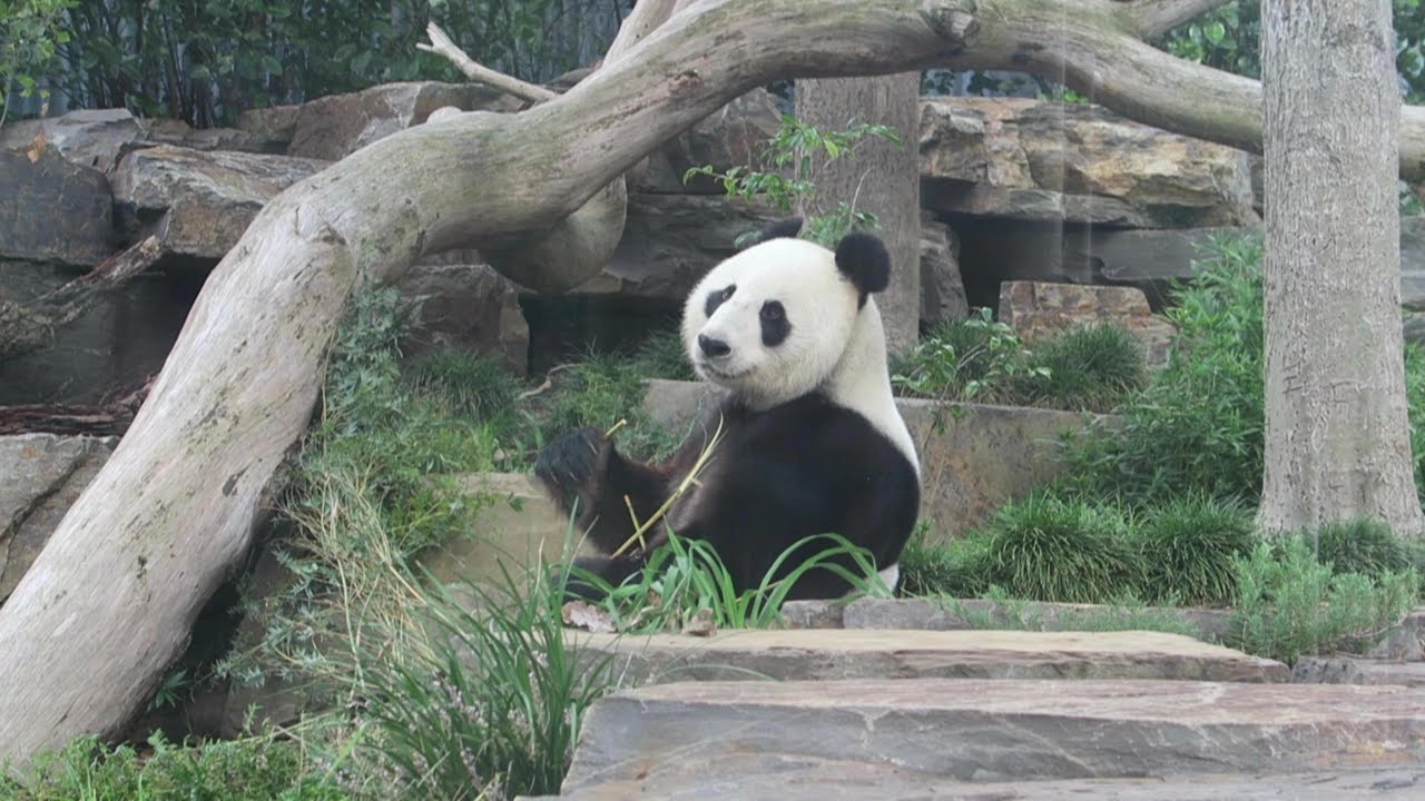 The Adelaide Zoo / Family Day