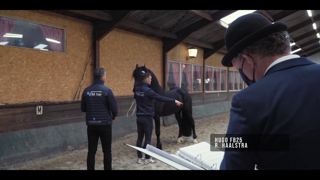 Barock Pinto Studbook HK2021