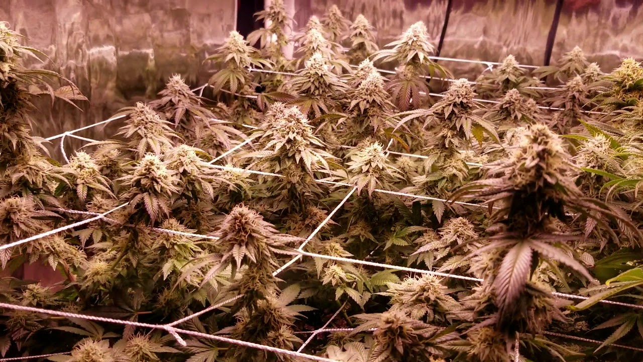Apelila 8000 watt led grow 6 weeks in flower