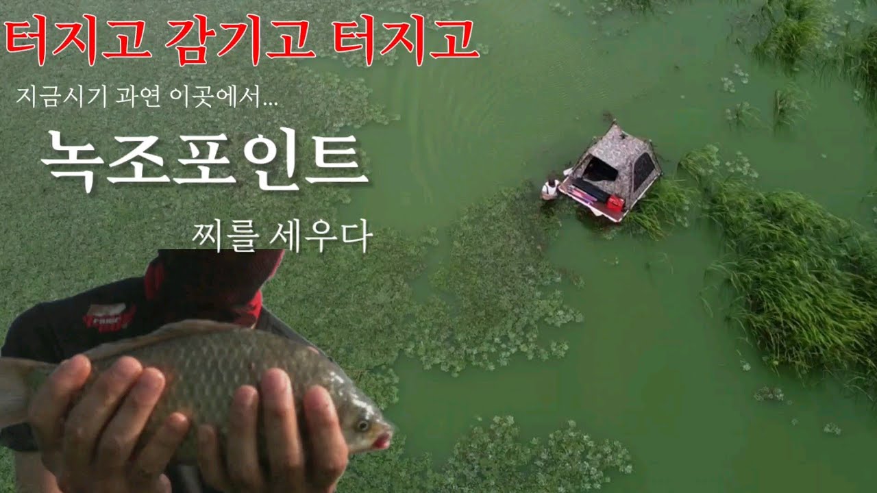 녹조포인트에서 붕어낚시 감기고.. 터지고.. 끈기고/월척/마릿수/마름/부들/아산호